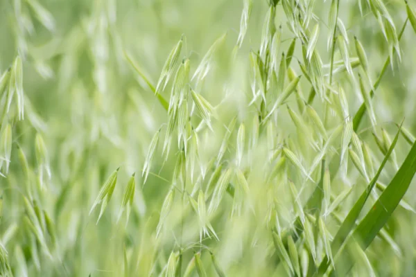 milky oats herbes