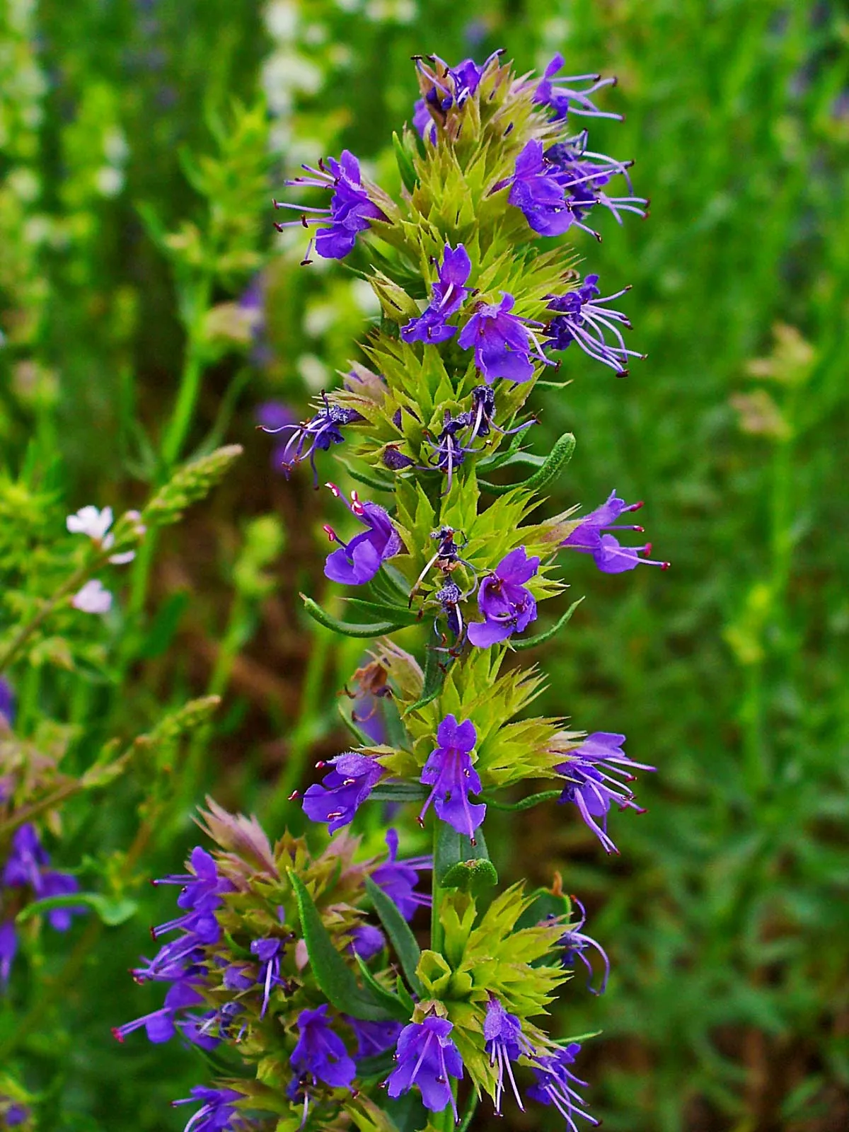 Home hyssop bloom