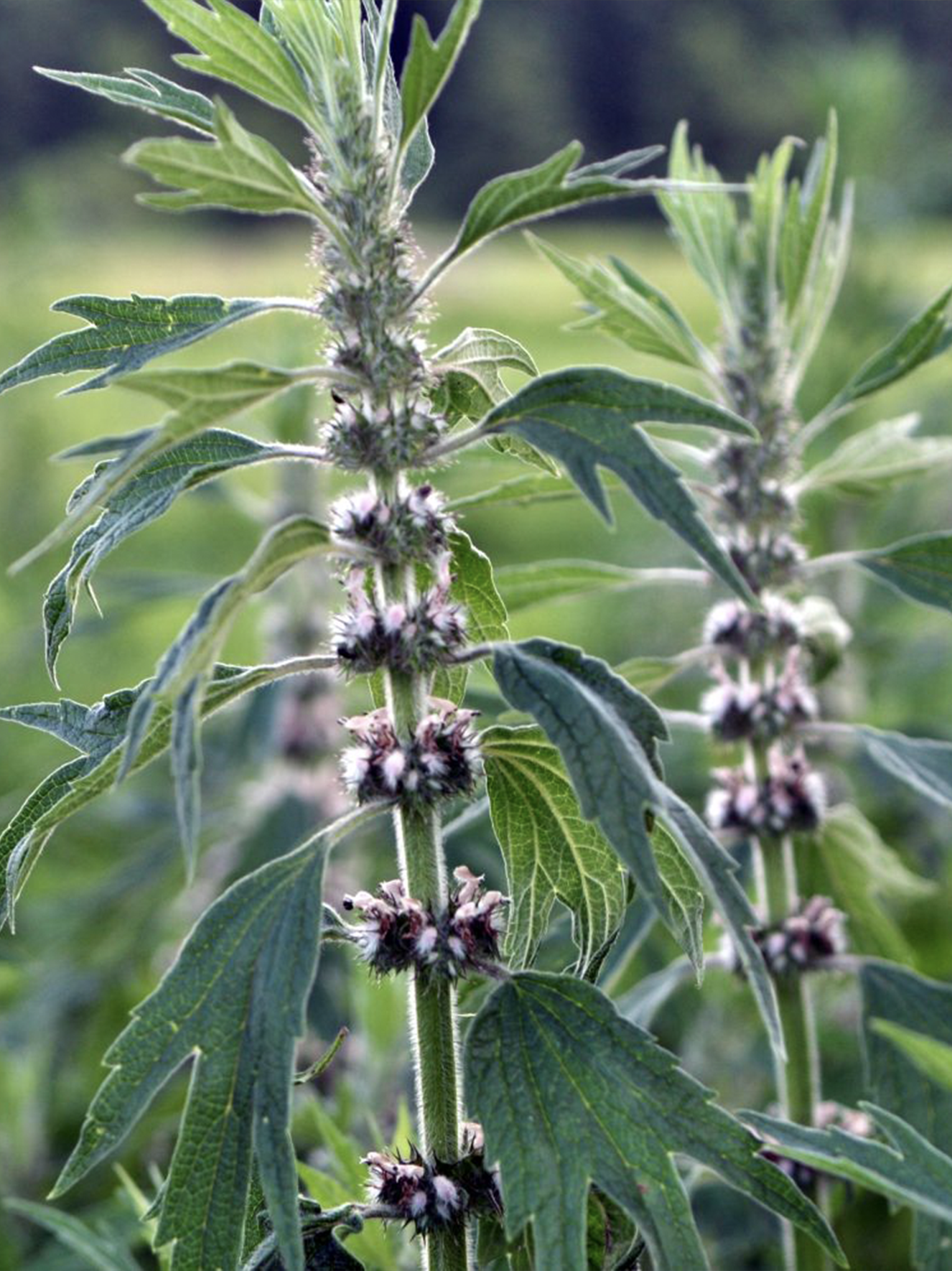 Home motherwort plant