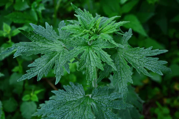 motherwort leaves